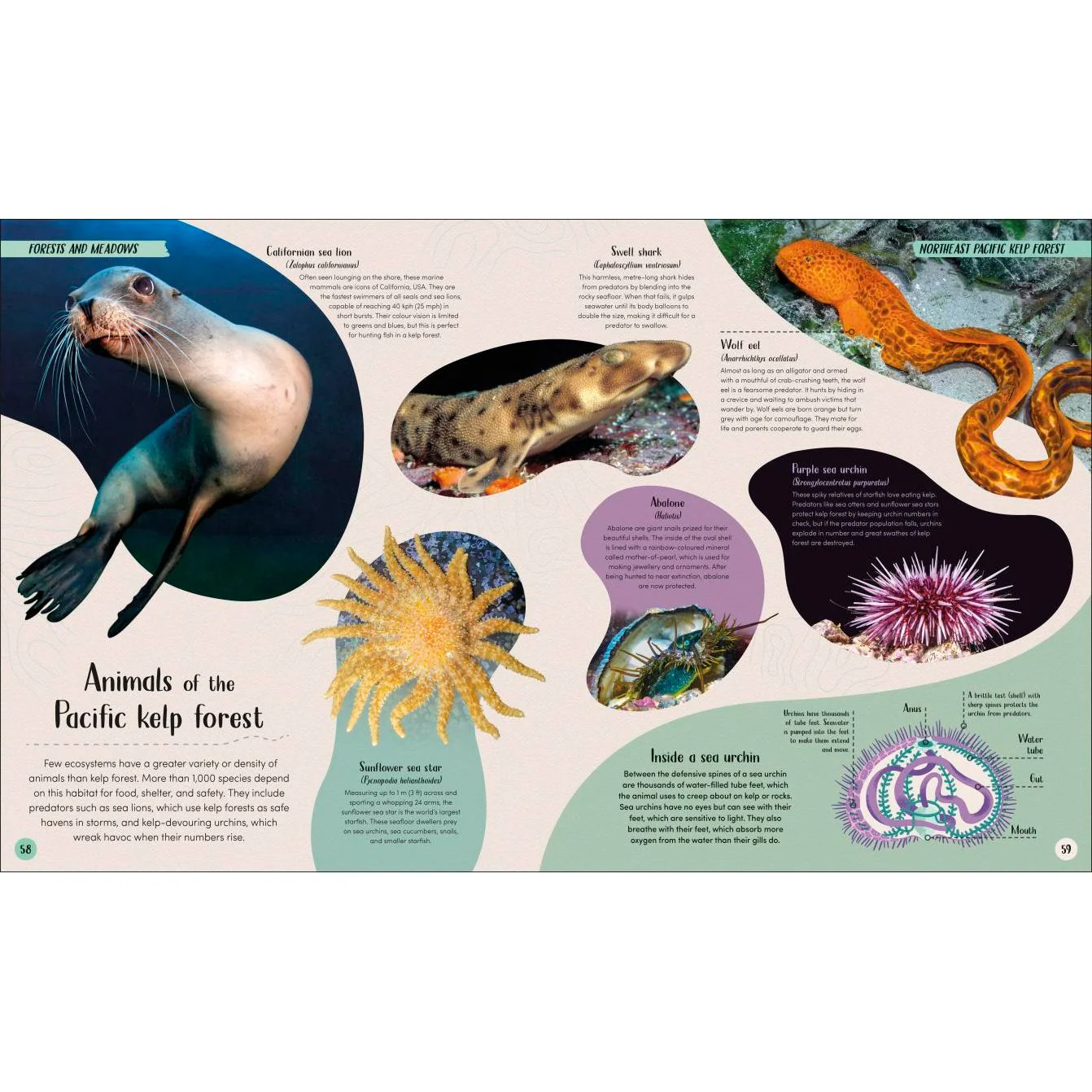 Ocean - Image 4