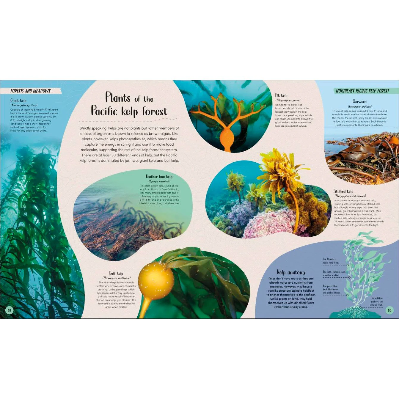 Ocean - Image 6